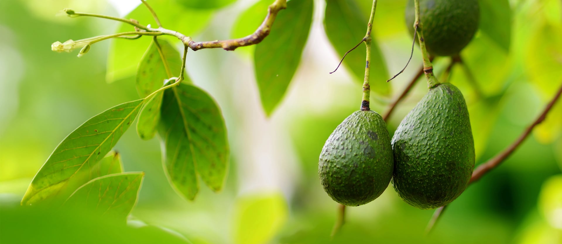 Avocado Quality Control
