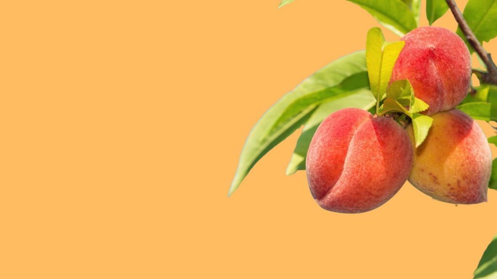 Peach quality