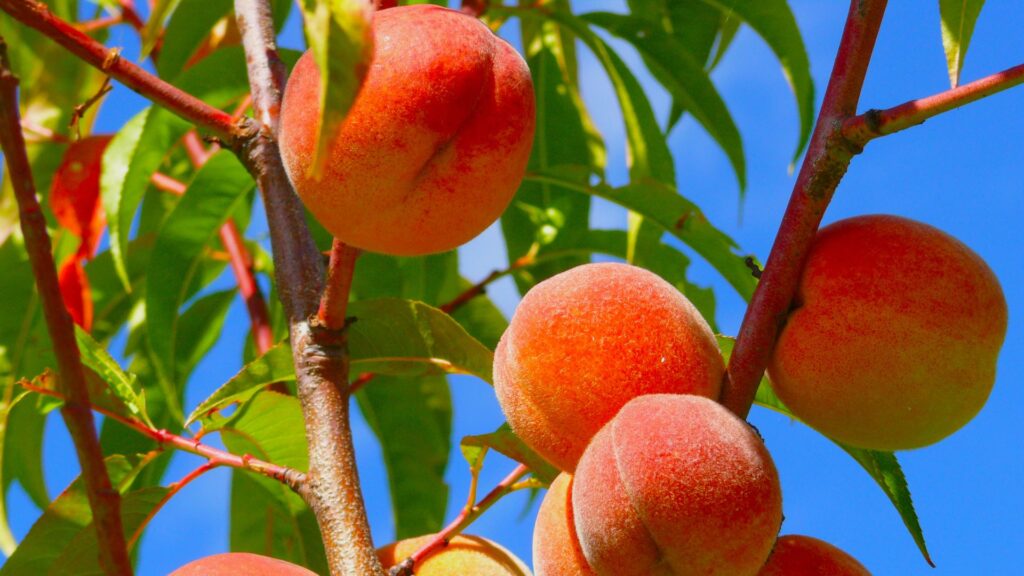 Peach Crop
